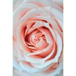 تابلو 5 تکه جذاب و ملیح کد 0293 - تصویر 4