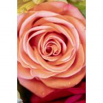 تابلو 7 تکه جذاب و پر انرژی کد 0295 - تصویر 6