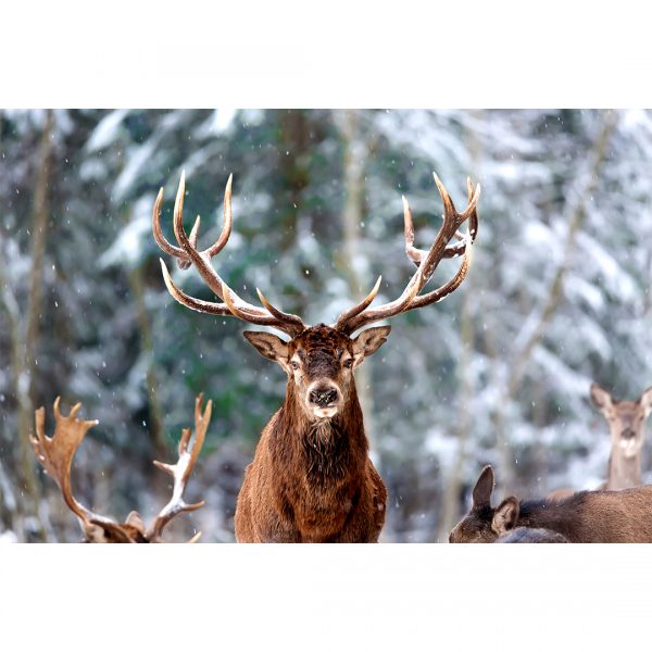 502 تابلو 7 تکه پرانرژی سبز رنگ کد 0296 - تصویر 4