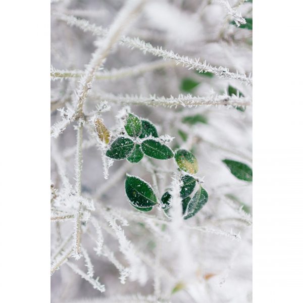 تابلو 8 تکه جذاب سبز و قهوه ای کد 0305 - تصویر 5