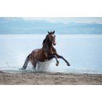 تابلو 8 تکه جذاب با تم ملایم کد 0307 - تصویر 7