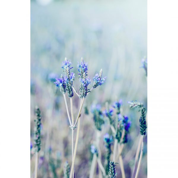 تابلو 6 تکه خیلی خوشگل کد 0321 - تصویر 5